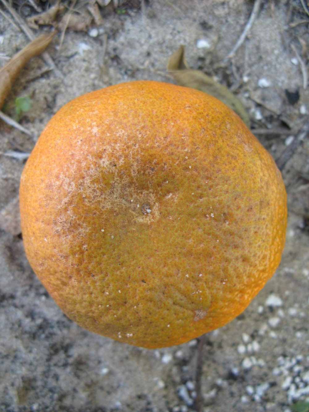              Fruit (Winter Haven, FL)       